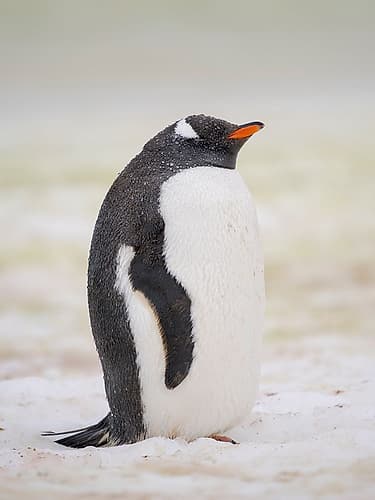 Gentoo penguin. Climate change causing more wet precipitation, threatening breeding. Petermann Isl. Art Print